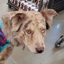 Cujo - Sporty Mix
