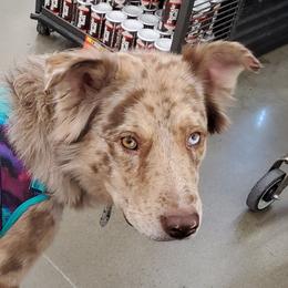 Cujo - Sporty Mix