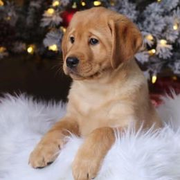 Labrador Retrievers from Sundog Working Labradors