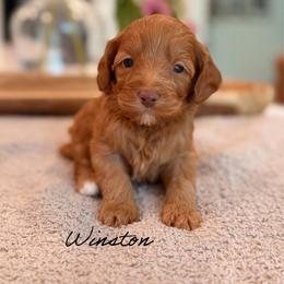 Winston - Caramel red male Australian Labradoodle puppy in Nashville, Tennessee from SF Australian Labradoodles