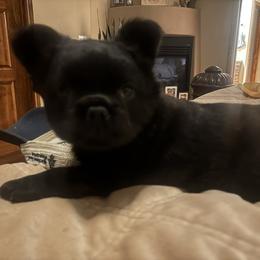 French Bulldog Puppies from EG Bullies