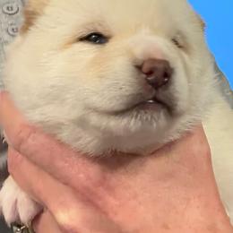 Cloudy - Cream male Shiba Inu puppy in Atlanta, Georgia from Halo Siberians & Shiba Inu