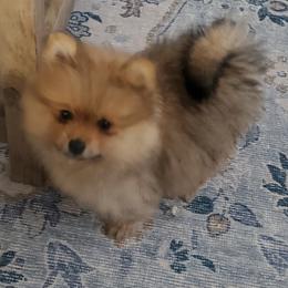Jolene - Orange sable female Pomeranian puppy in Saint Charles, Missouri from Bisous Pomeranians & Heartland Sh