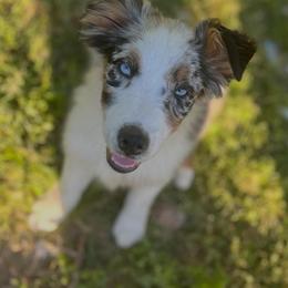 Moon Racer - Blue merle female Australian Shepherd puppy in Albertville, Alabama from Salt Creek Aussies