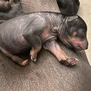 Xoloitzcuintli Puppies from Yadalanh Xoloitzcuintli