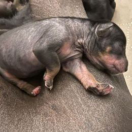 Xoloitzcuintli Puppies from Yadalanh Xoloitzcuintli