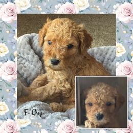 Girl 5- Grey - Red  female Goldendoodle puppy in Ankeny, Iowa from Iowadoodles2love