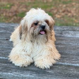 Echo - Shih Tzu