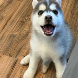 Saja - Blue male Pomsky puppy in Aberdeen, Idaho from Willow Creek Cresteds