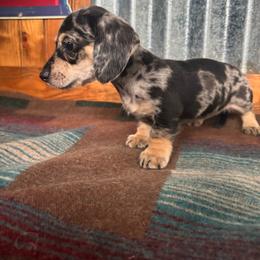 Jetta - Dapple female Dachshund puppy in Eustis, Florida from K8’s Dachshunds