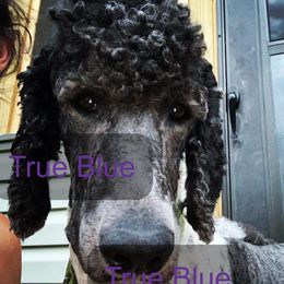 Rocco - Poodle