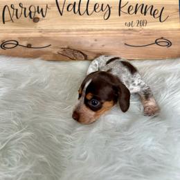 Chocolate - Piebald female Dachshund puppy in Spicer, Minnesota from Arrow Valley