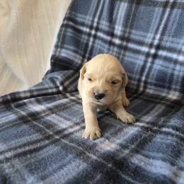 Susan - Golden female Golden Retriever puppy in Menasha, Wisconsin from Kreger's K9s