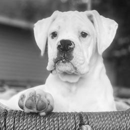 Boxer Puppies from Archangel Boxers