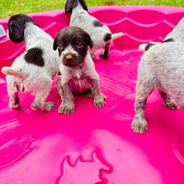 Sass - Chestnut and gray female Wirehaired Pointing Griffon puppy in Shelbyville, Texas from AndersonK9Kennels Bayou Beards