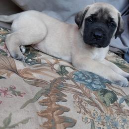 Mastiff Puppies from Silver Mountain Mastiffs