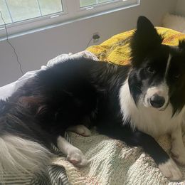 Border Collie Puppies from K&R RANCH.