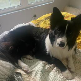 Border Collie Puppies from K&R RANCH.