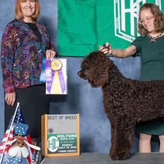 Irish Water Spaniels and Manchester Terriers from Coltsfoot