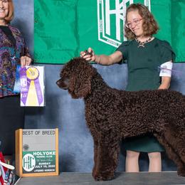 Irish Water Spaniels and Manchester Terriers from Coltsfoot