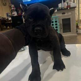 Pink Collar - Black brindle female Cane Corso puppy in Fairfield, California from Royal Class Kennels