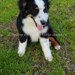 Miniature Australian Shepherd and Toy Australian Shepherd All Grown Up from Tagalong Lane Australian shepherds