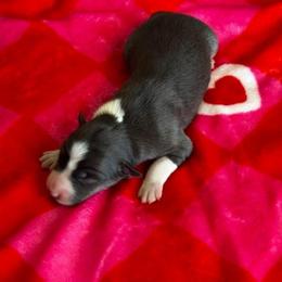 Autumn - Blue merle female Border Collie puppy in Hartsville, South Carolina from Wiggles 4 Life