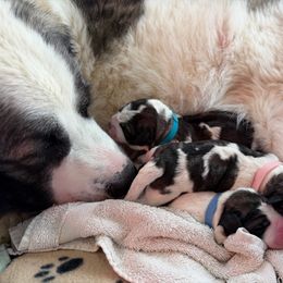 Pyrenean Mastiff Puppies from Bella Dulce