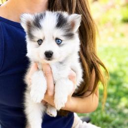 Holly - Silver and white female Pomsky puppy in Grass Valley, California from Karalot Pomskies