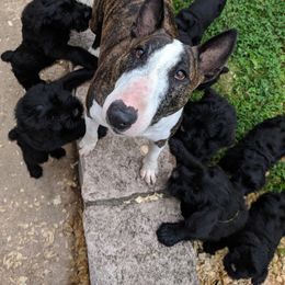 Giant Schnauzer Puppies from Riesenschnauzers von Reh Bach