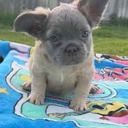 Lippe - Blue fawn male French Bulldog puppy in Conroe, Texas from Goglobalfrenchies_