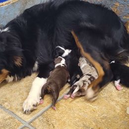 Sage - Miniature Australian Shepherd