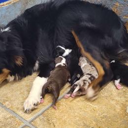 Sage - Miniature Australian Shepherd