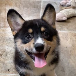 Pembroke Welsh Corgi Puppies from Diamond H Ranch Pembroke Welsh Corgis