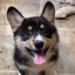 Pembroke Welsh Corgi Puppies from Diamond H Ranch Pembroke Welsh Corgis
