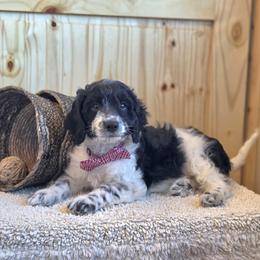 Meet Patches :) - Black and white male Cavapoo puppy in Centerville, Iowa from Barnyard Dachshunds, Dals & Doodles