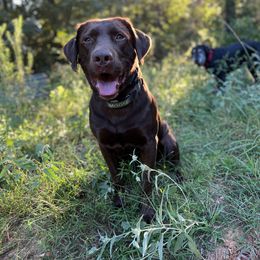 Moose - Labrador Retriever