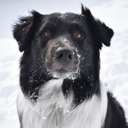 Hank - Australian Shepherd