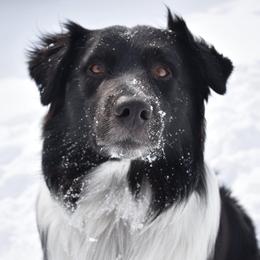 Hank - Australian Shepherd