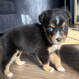 Kanao - Dark Green Female - Black tri-color female Australian Shepherd puppy in Lubbock, Texas from REKN’ Kennel Aussies