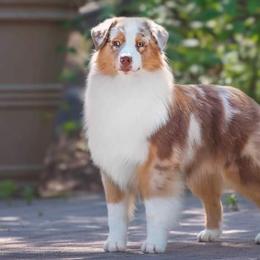 Alice - Australian Shepherd