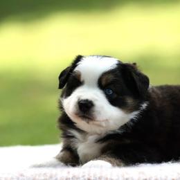 Willow - Black tri female Miniature Australian Shepherd puppy in Prague, Oklahoma from Clay Creek Aussies