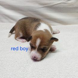 Duke - Red and white male Basenji puppy in Caldwell, Texas from Becker's Basenjis