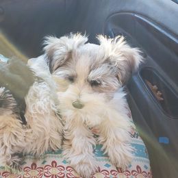 Miniature Schnauzer puppies from Nebula Equine & Canine