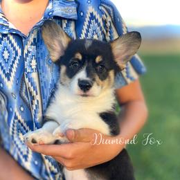 Luna - Black and tan female Pembroke Welsh Corgi puppy in Weston, Idaho from Diamond Fox Corgis
