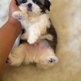 AKC Bentley - Tricolor male Shih Tzu puppy in Los Angeles, California from LUXURY PAWS