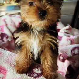 Yorkshire Terrier All Grown Up from Peppy Puppy Palace