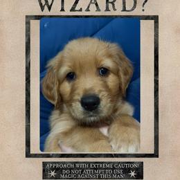 Myrtle - Dark golden female Golden Retriever puppy in Orange City, Florida from Sidekick Retrievers