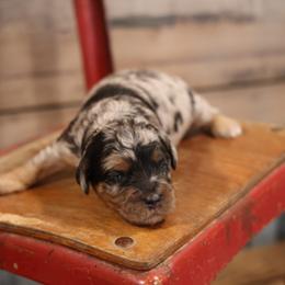 Orbit - Merle male Whoodle puppy in West Bend, Iowa from Blue Skies Terriers