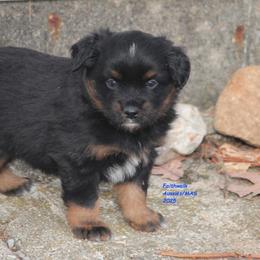 Kit Fisto - Black tri male Miniature American Shepherd puppy in Hillsdale, Michigan from Faithwalk Aussies and Mini American Shepherds